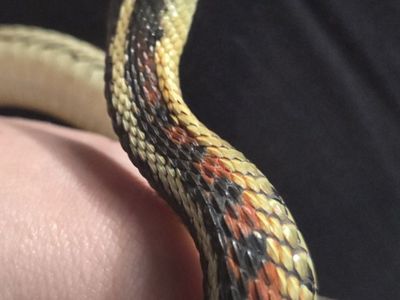California Redsided Garter Snake