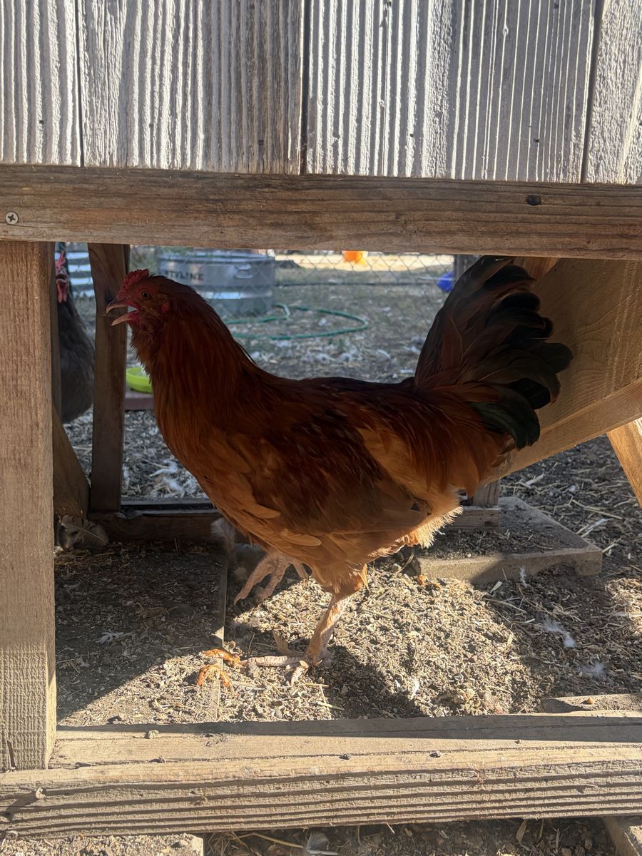 Rehoming Roosters