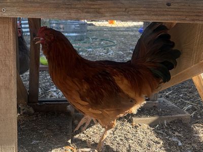 Rehoming Roosters