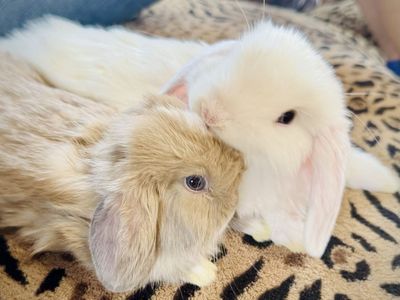 Adorable blue eyed Holland Lop Bunnies - Playful & Healthy Pets