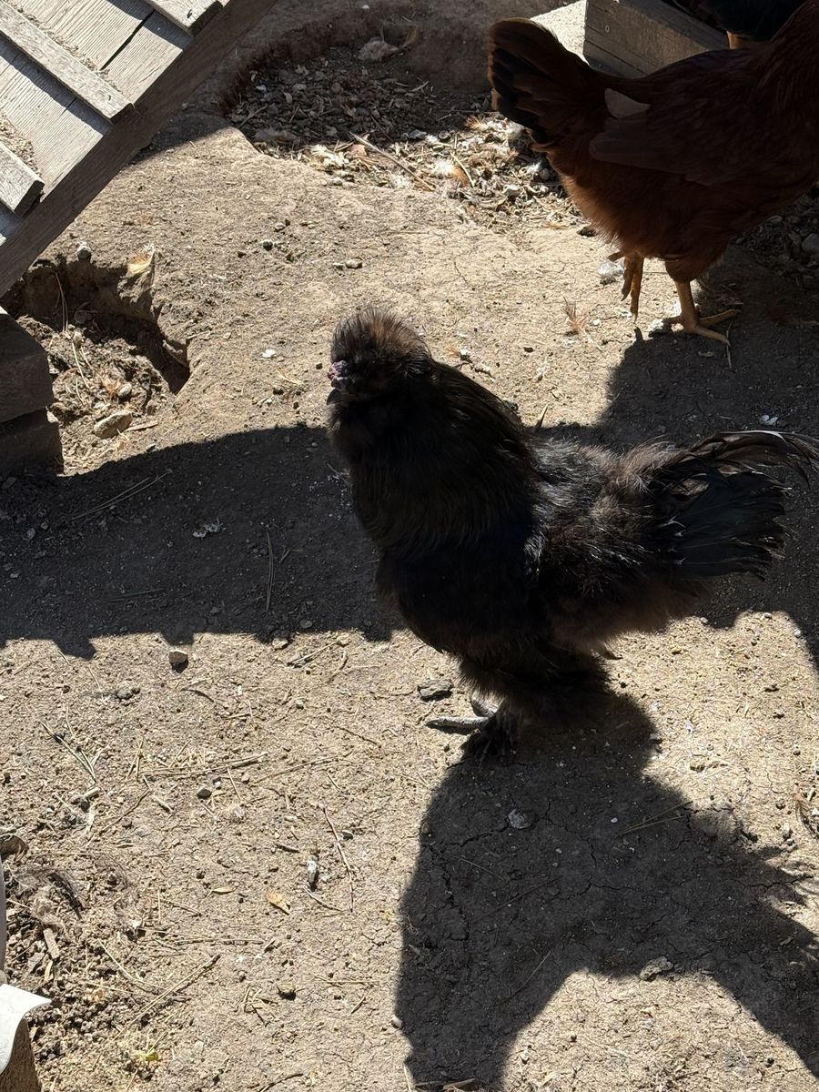 Silky Rooster