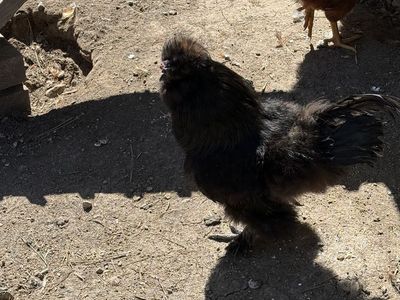 Silky Rooster