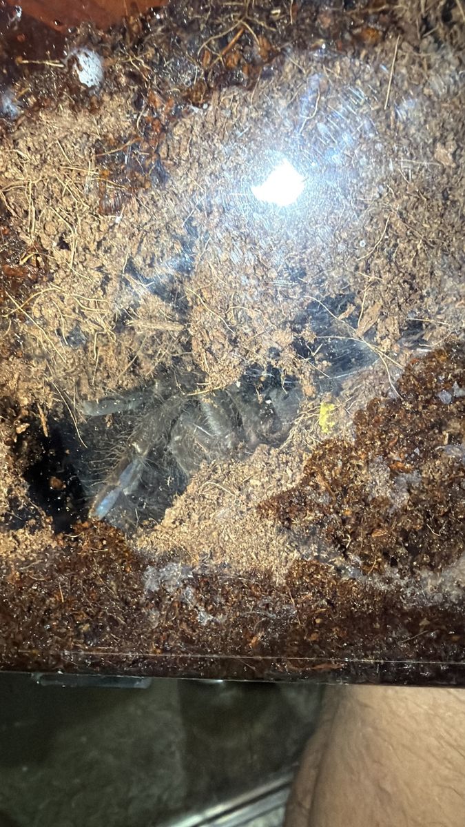 Cameroon Baboon Tarantula 