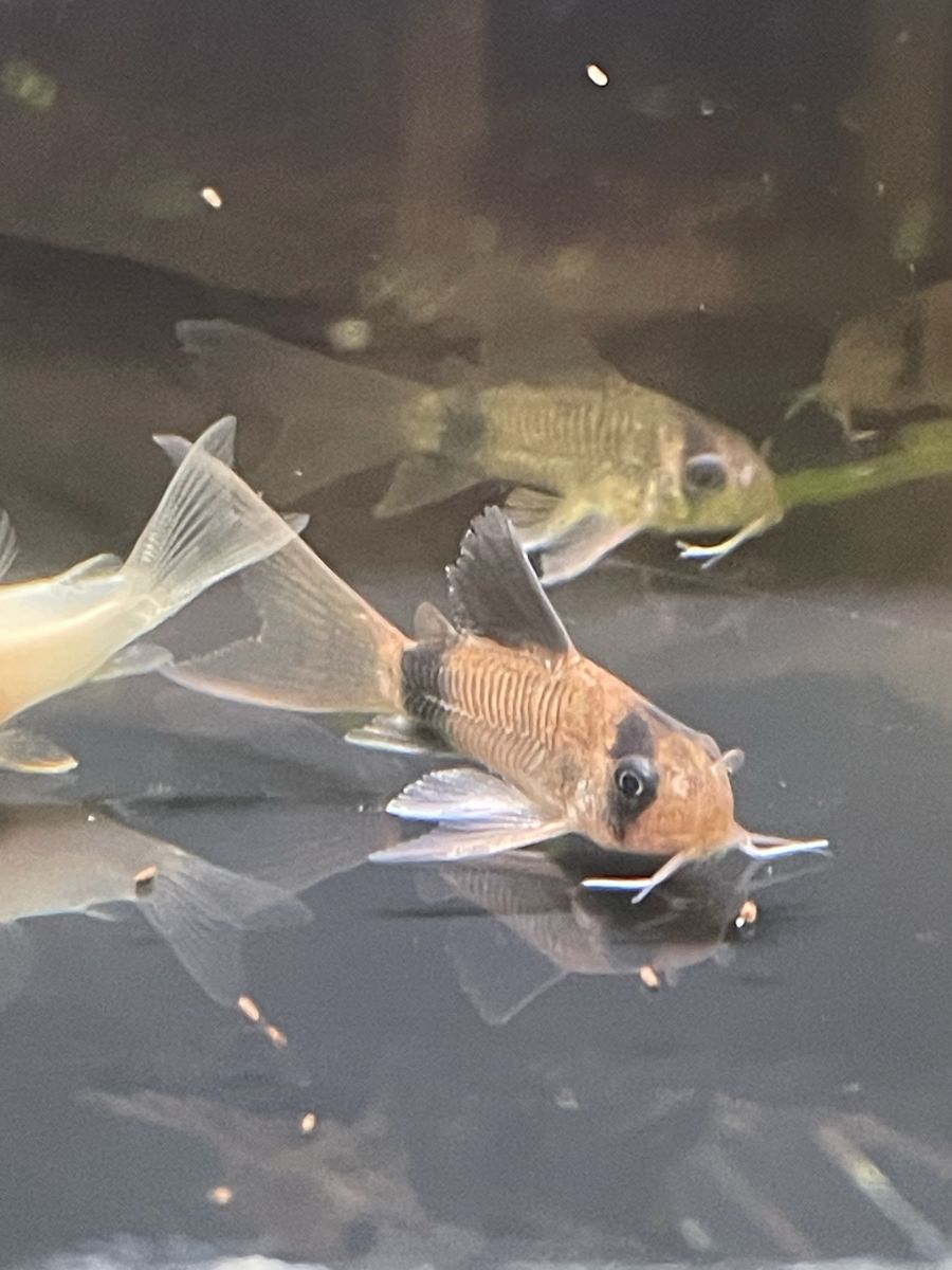 Long-Fin Corydora Catfish