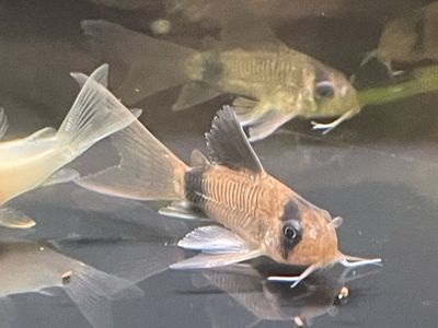 Long-Fin Corydora Catfish