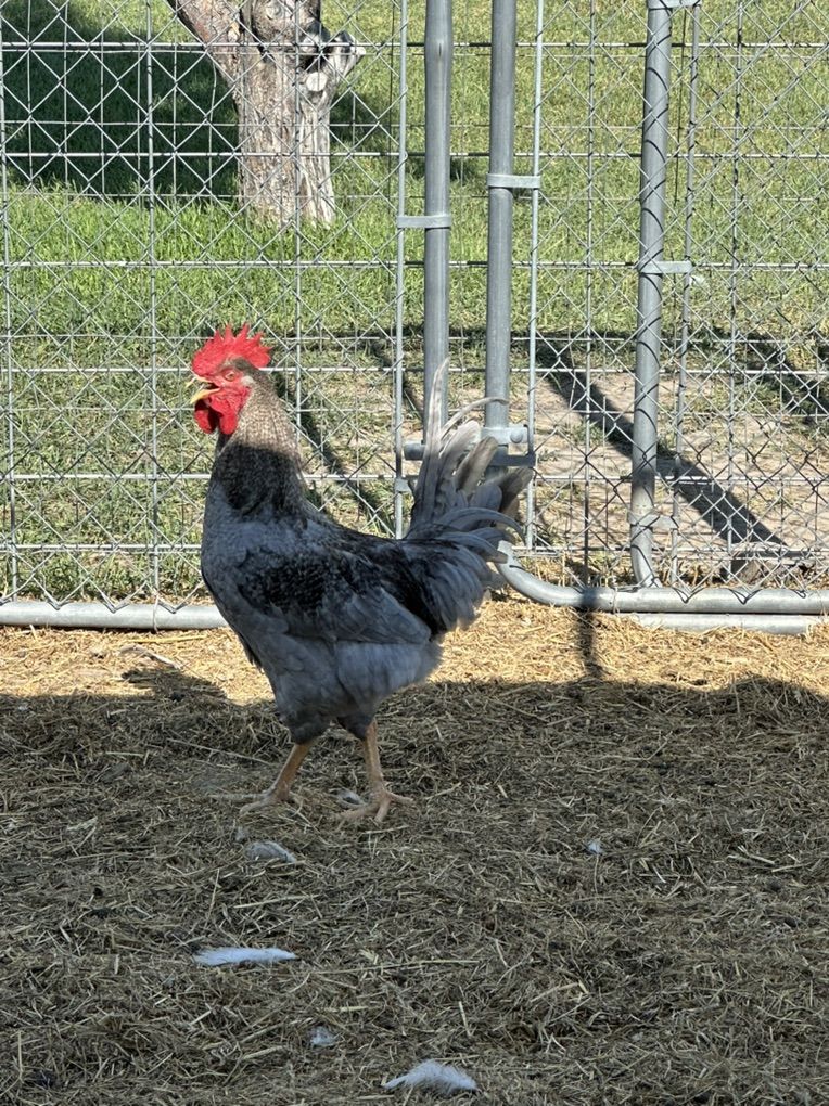 Blue Steel Nova Rooster