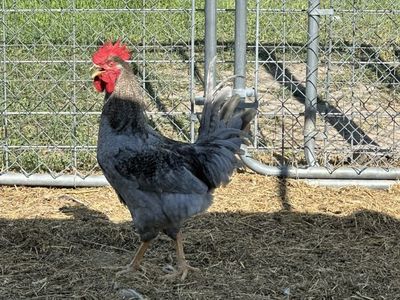 Blue Steel Nova Rooster
