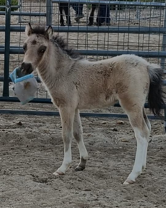 Gorgeous Buckskin AMHR Colt