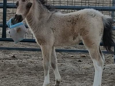 Gorgeous Buckskin AMHR Colt