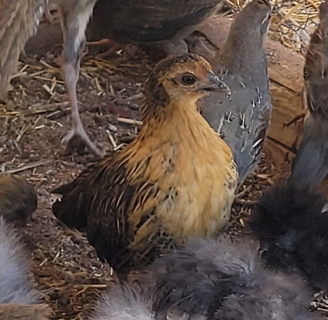 Golden Seabrights and
 Old English bantam