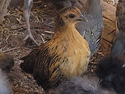 Golden Seabrights and
Old English bantam