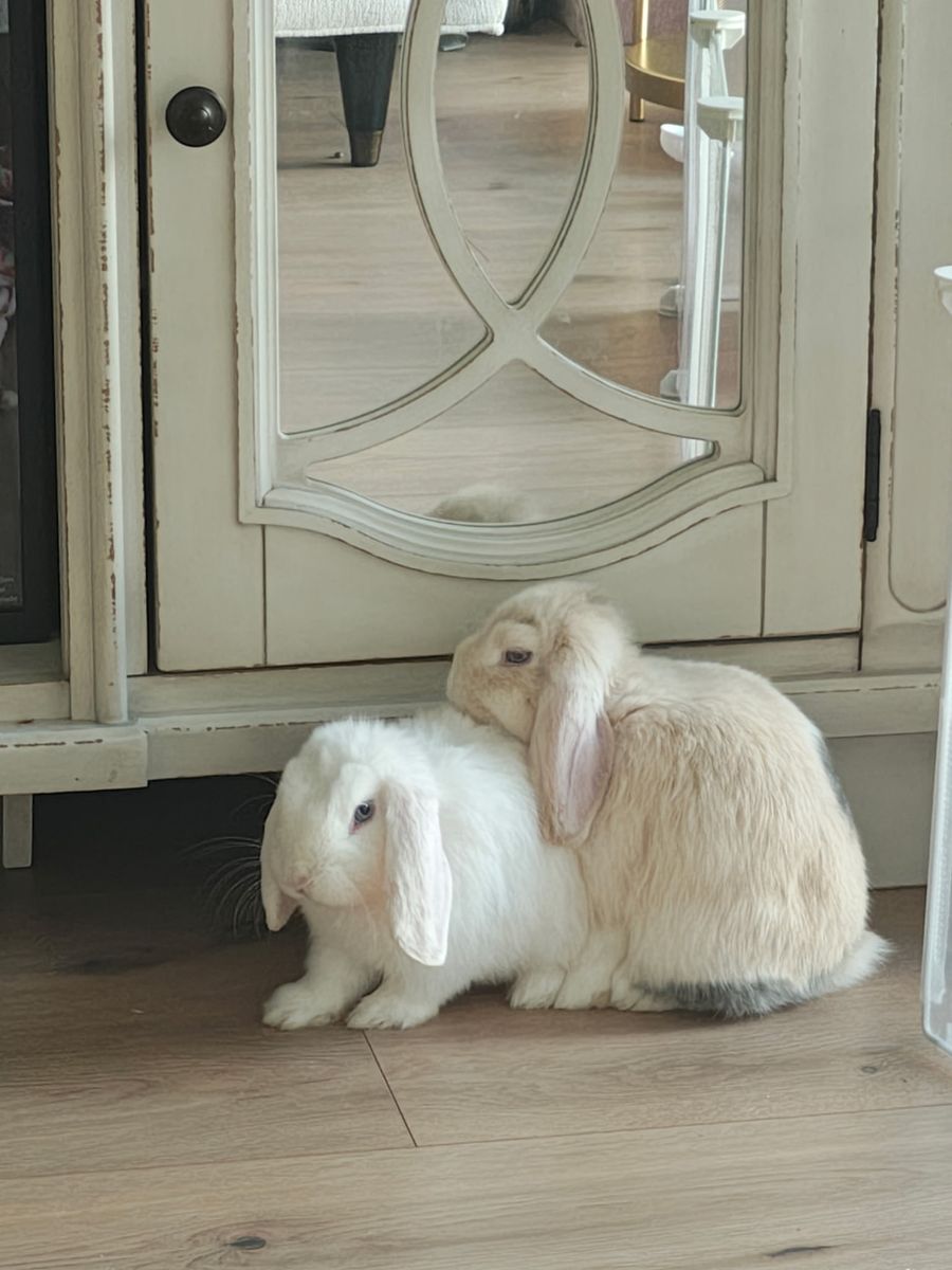 Two female lop eared bunnies