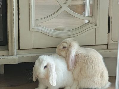 Two female lop eared bunnies