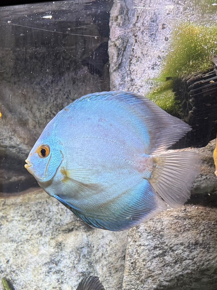 Dlue Diamond Discus ** Price Reduced**