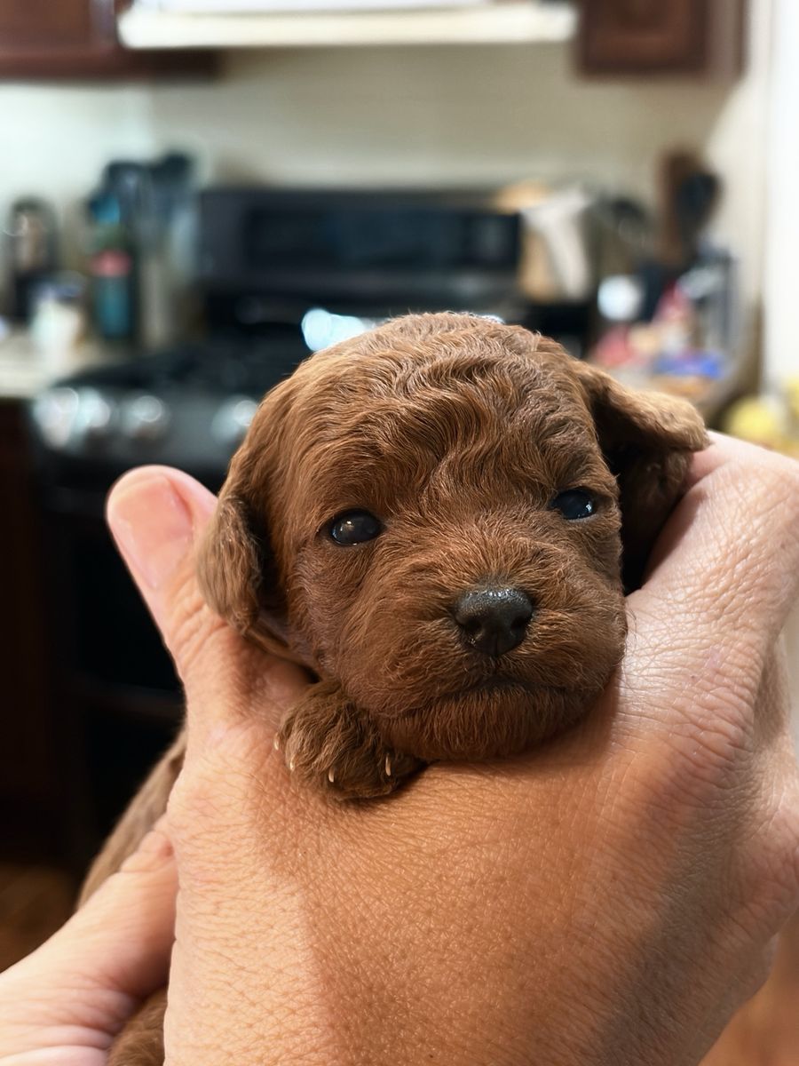 AKC toy poodle babies