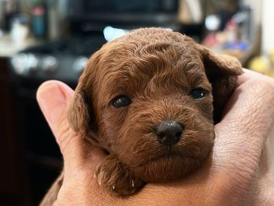AKC toy poodle babies