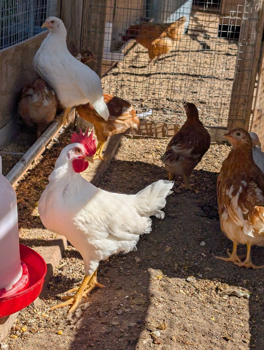 2  7-week old White Leghorn Roosters