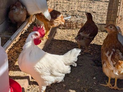 2 7-week old White Leghorn Roosters