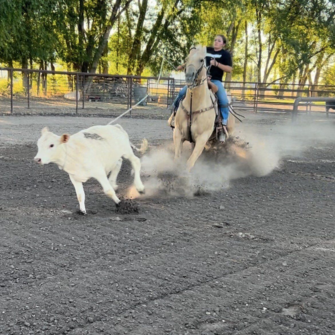 Breakaway Roping Mare