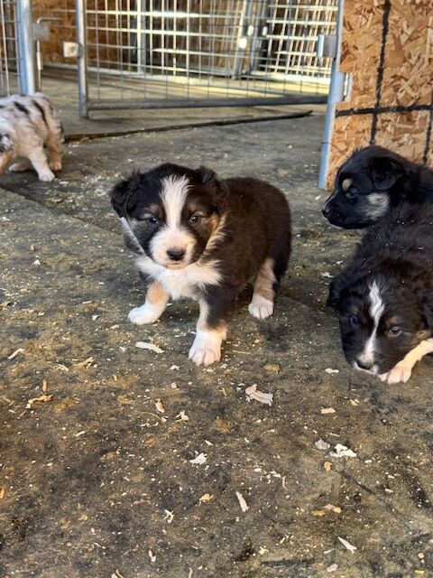 Australian Shepherd Puppies