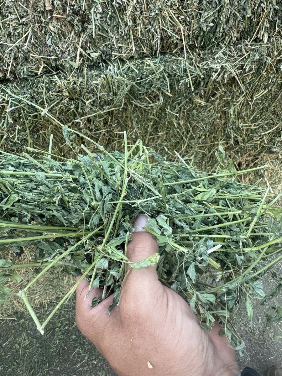 Small Alfalfa Hay Bales in Payson