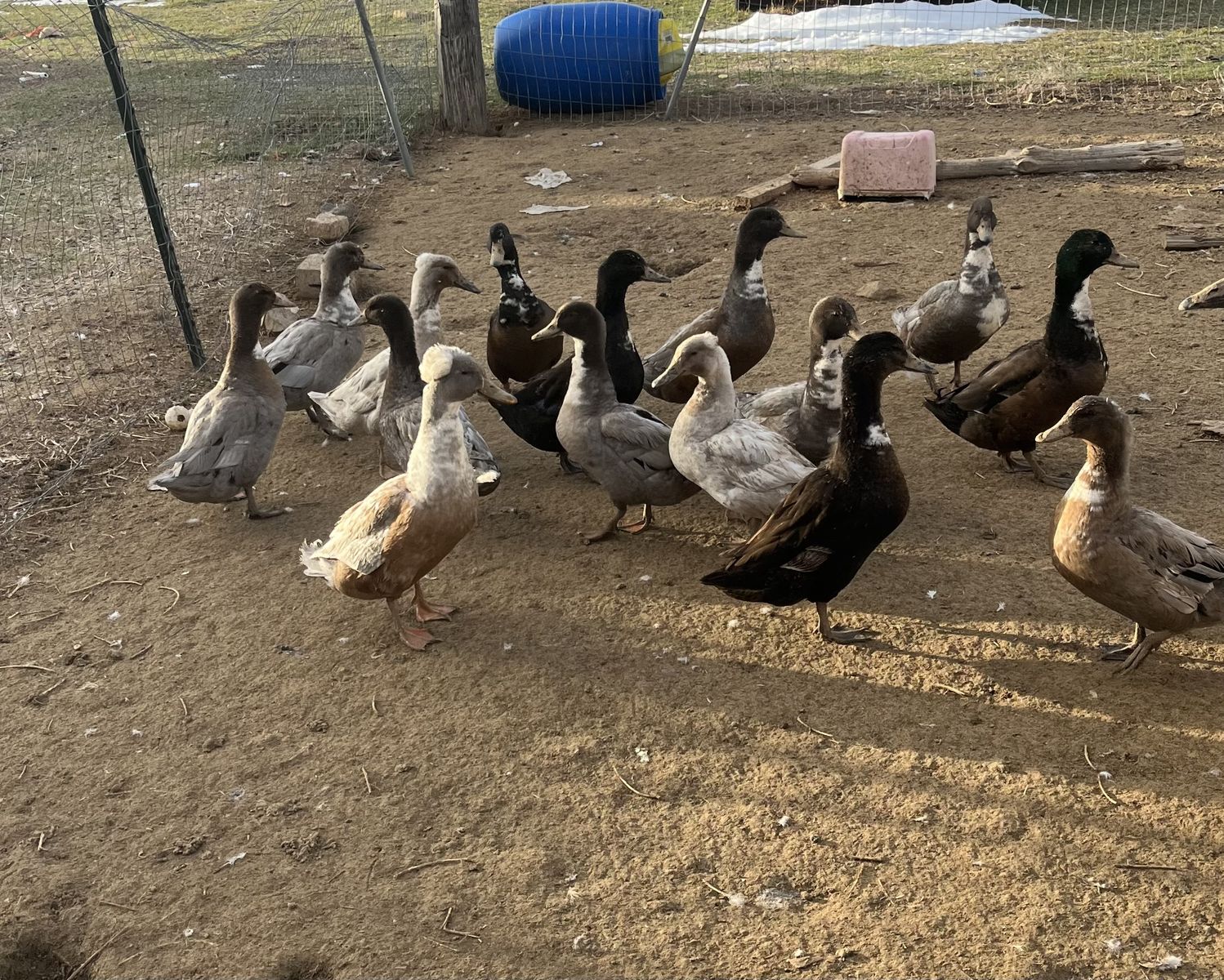 Ducks