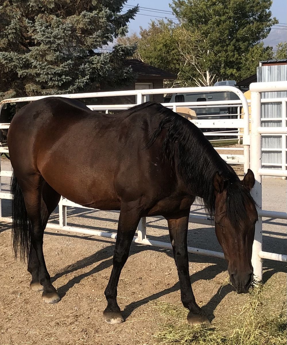 Registered Morgan Mare