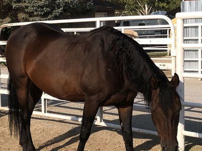 Registered Morgan Mare