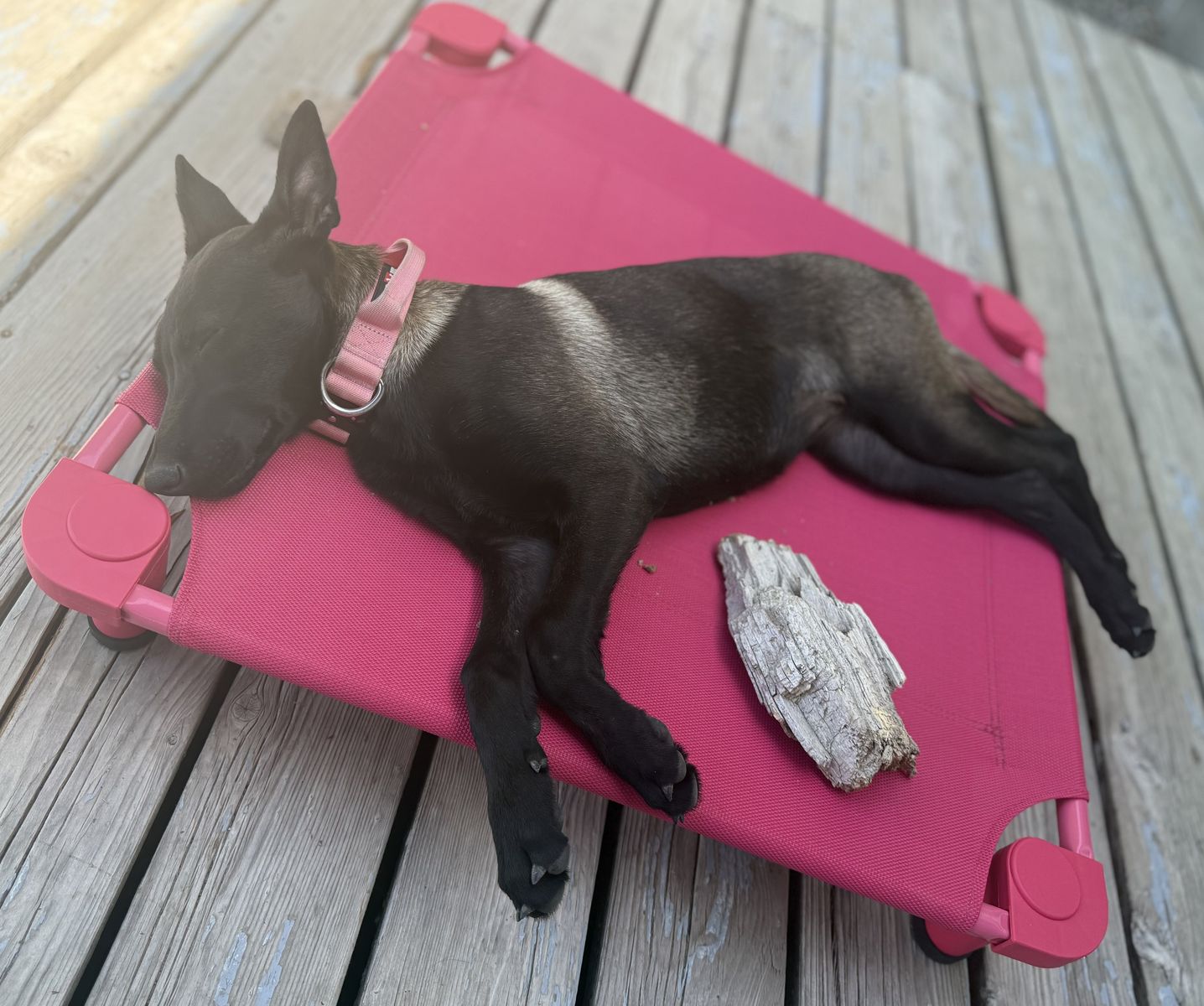 Rehoming Female Belgian Malinois