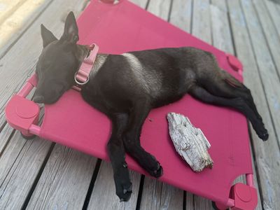 Rehoming Female Belgian Malinois