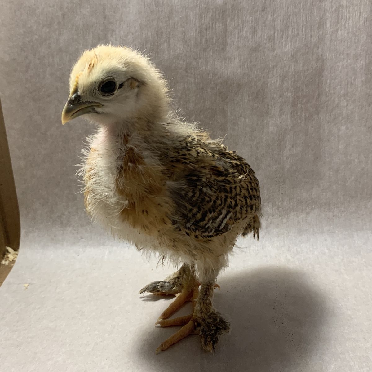 Bantam Ameraucana Chick