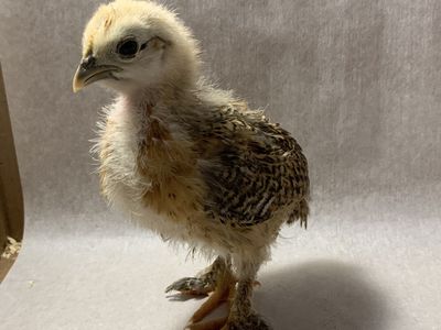 Bantam Ameraucana Chick