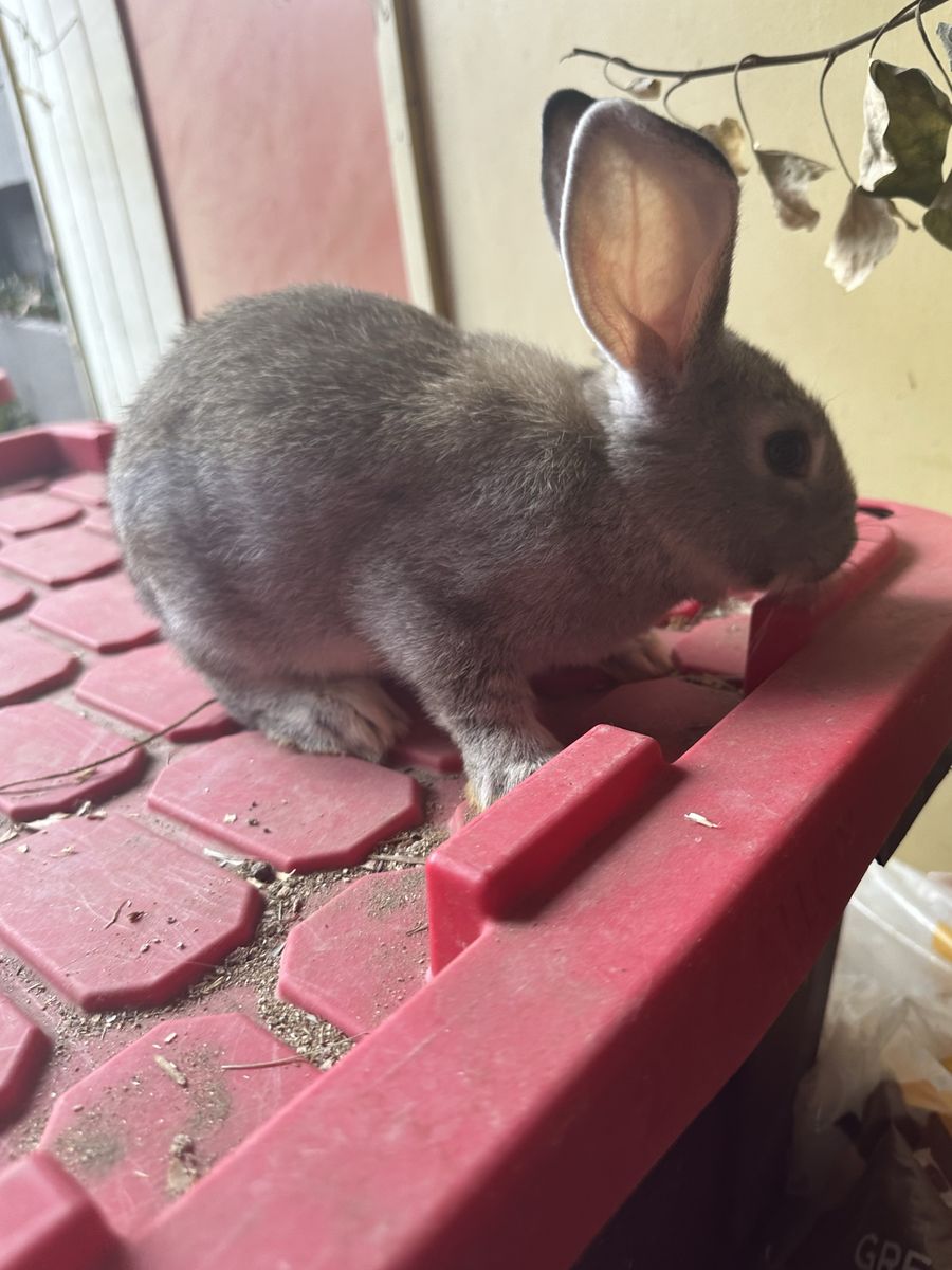 Agouti New Zealand Doe