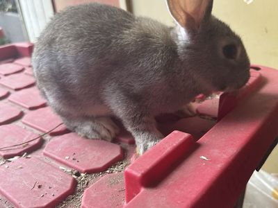 Agouti New Zealand Doe