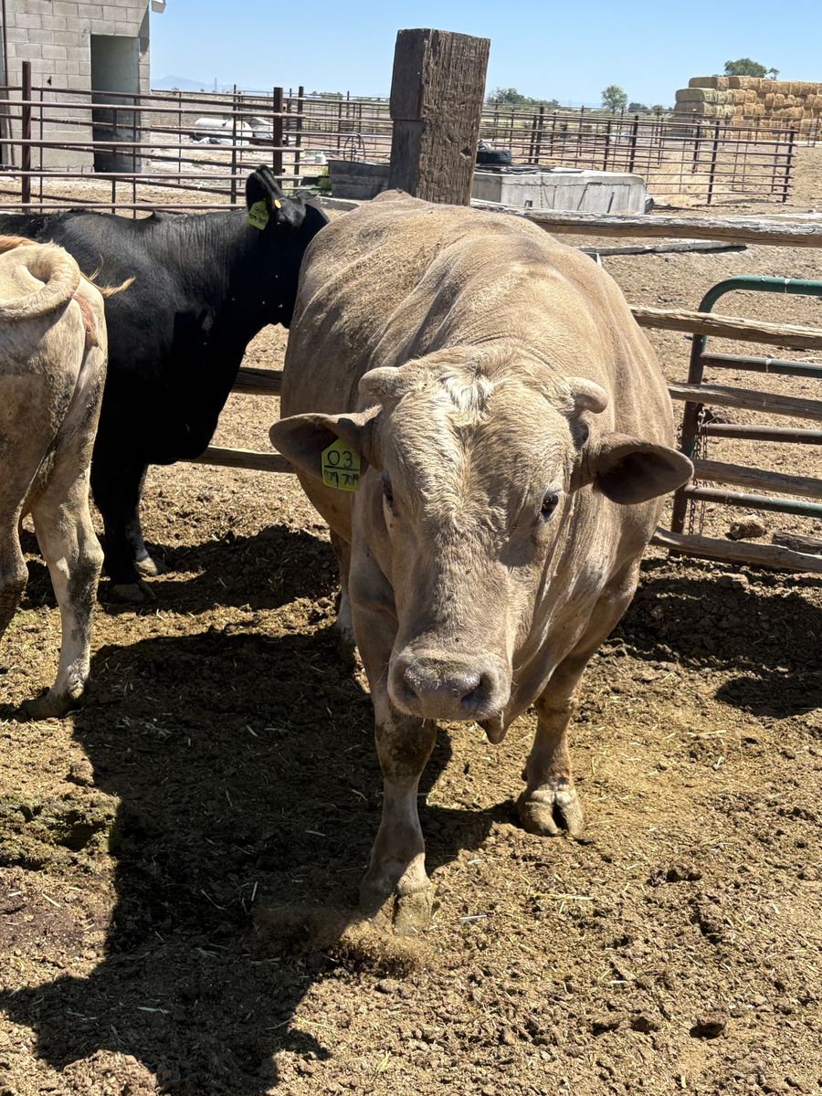 Charolais Bull