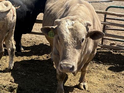 Charolais Bull