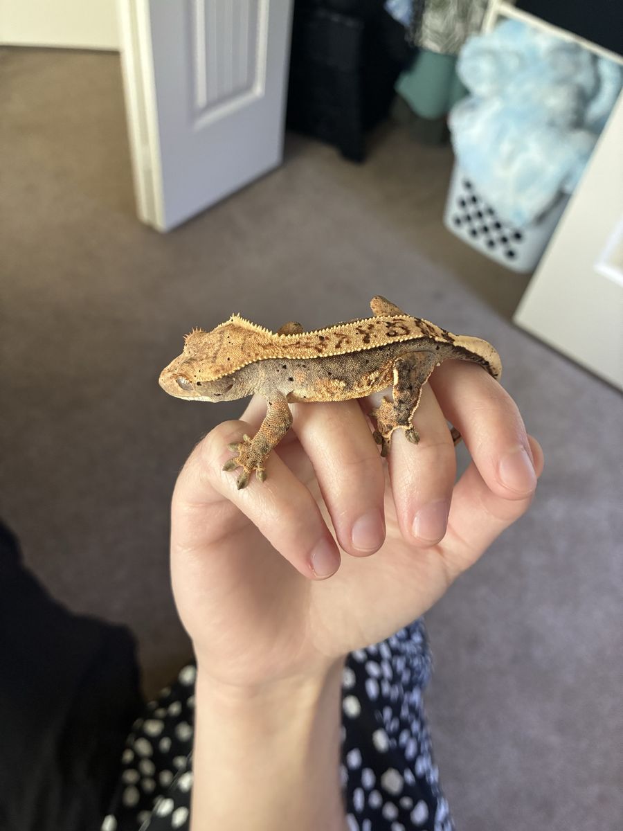 Crested Gecko