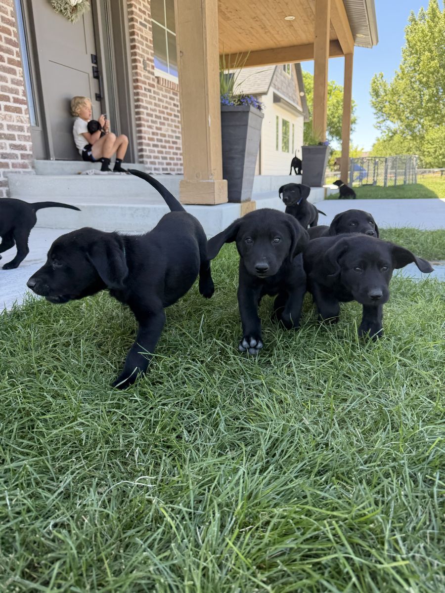 AKC Black Lab puppies