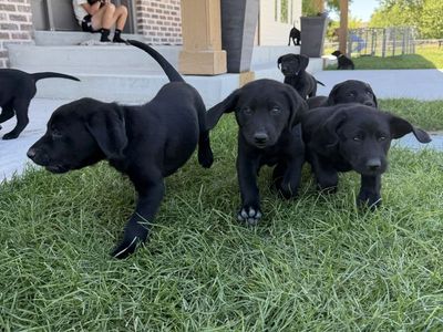 AKC Black Lab puppies