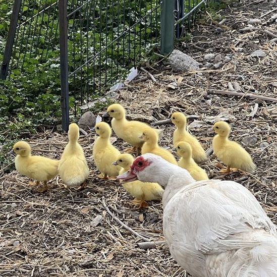 Muscovy Ducklings