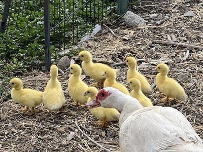 Muscovy Ducklings