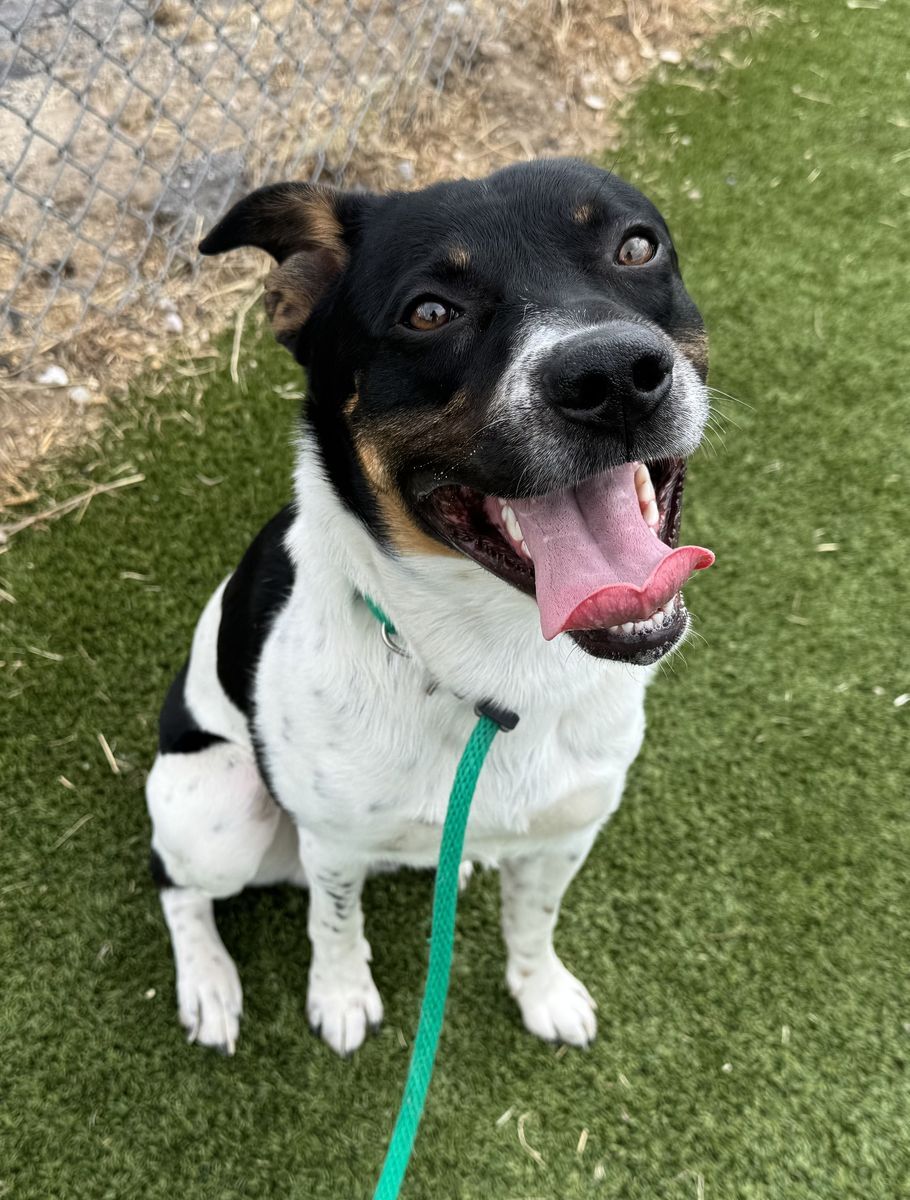 A162132 Huckleberry is Available for Adoption!