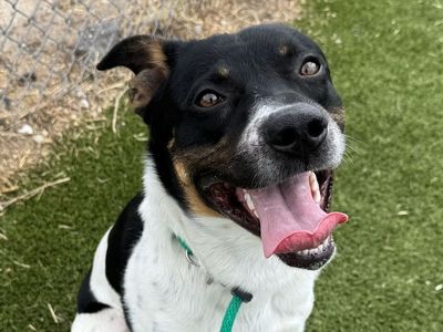 A162132 Huckleberry is Available for Adoption!