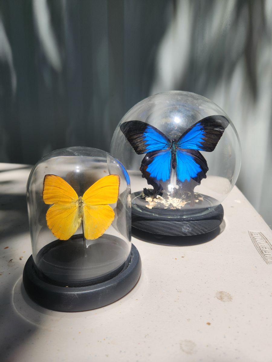 Butterflys