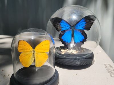 Butterflys