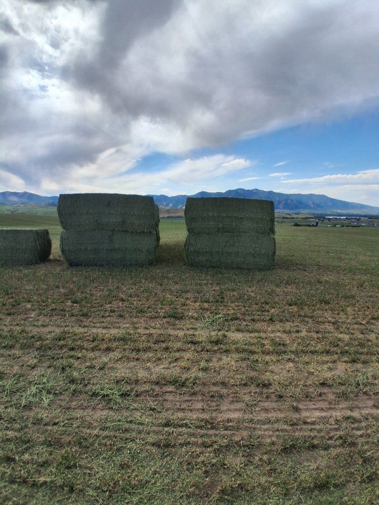 Premium 3x3 Alfalfa Hay Bales