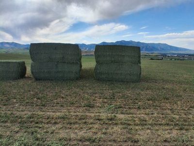 Premium 3x3 Alfalfa Hay Bales
