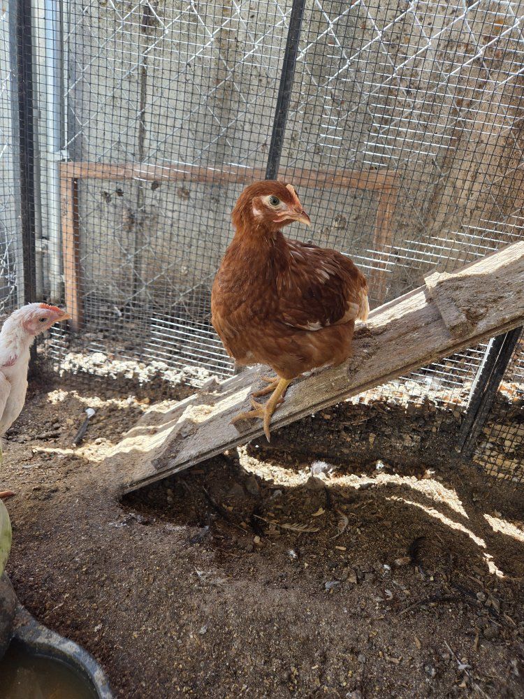 4 chickens, golden commet, ISA Brown, road island red, and a California white