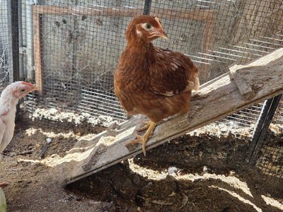 4 chickens, golden commet, ISA Brown, road island red, and a California white