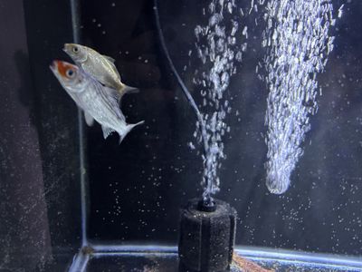baby koi